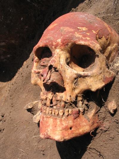 Yamnaya skull, Eske Willerslev research
